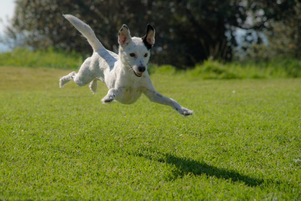 Best Dog Parks