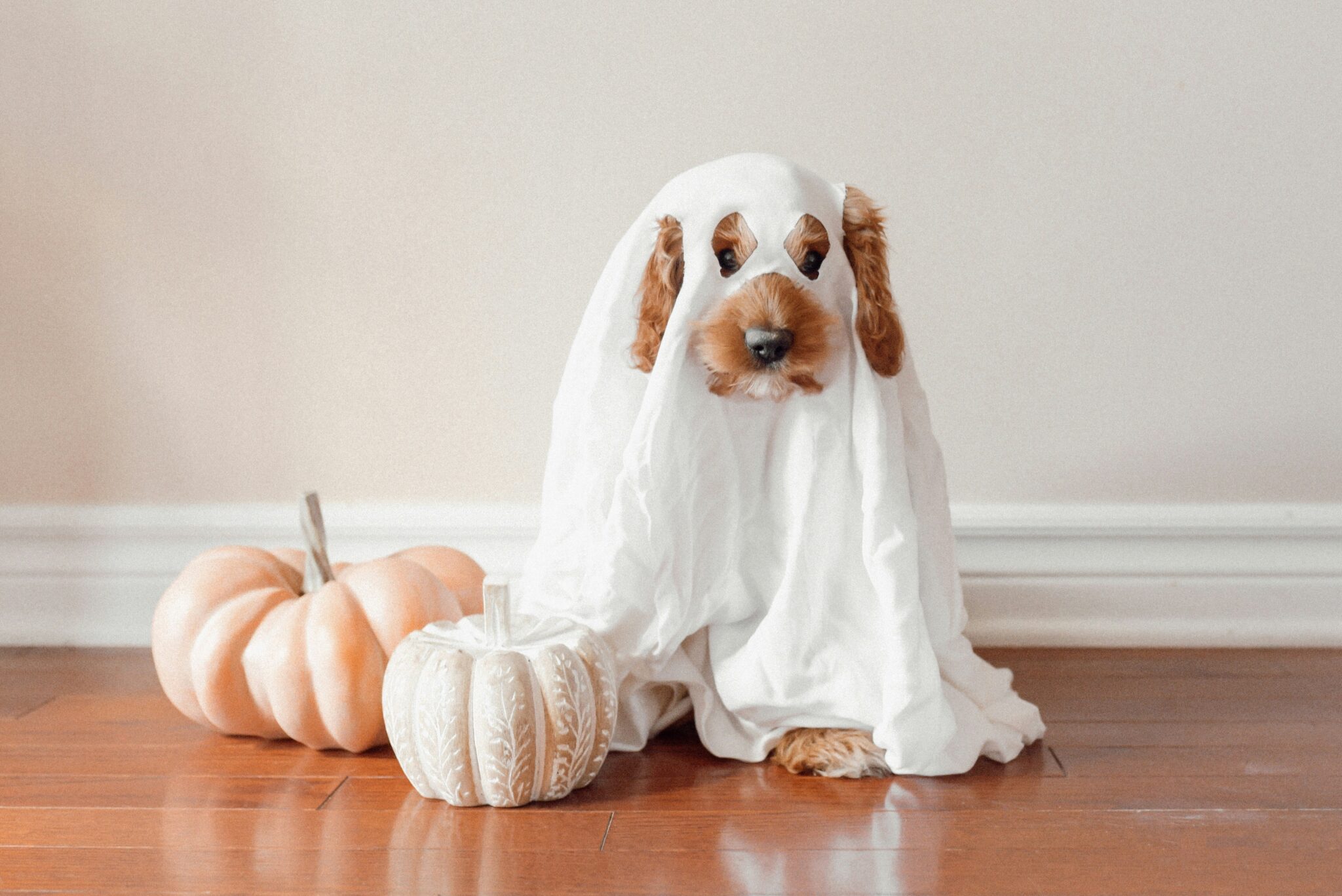 Best Halloween Events In Ventura County