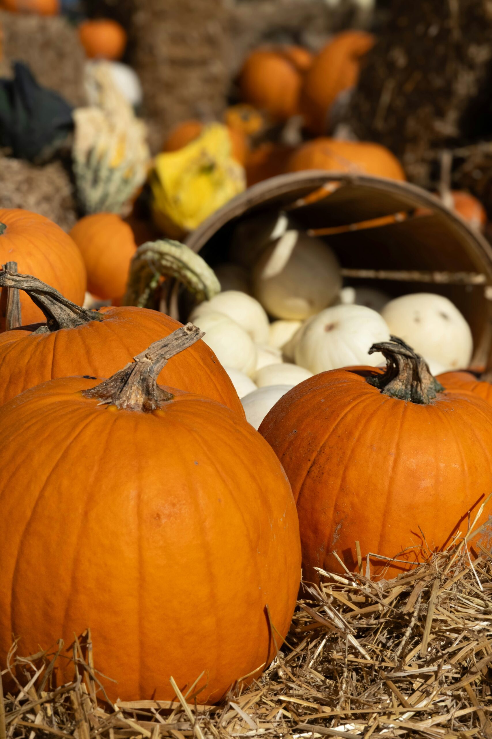 Best Pumpkin Patches In Ventura County