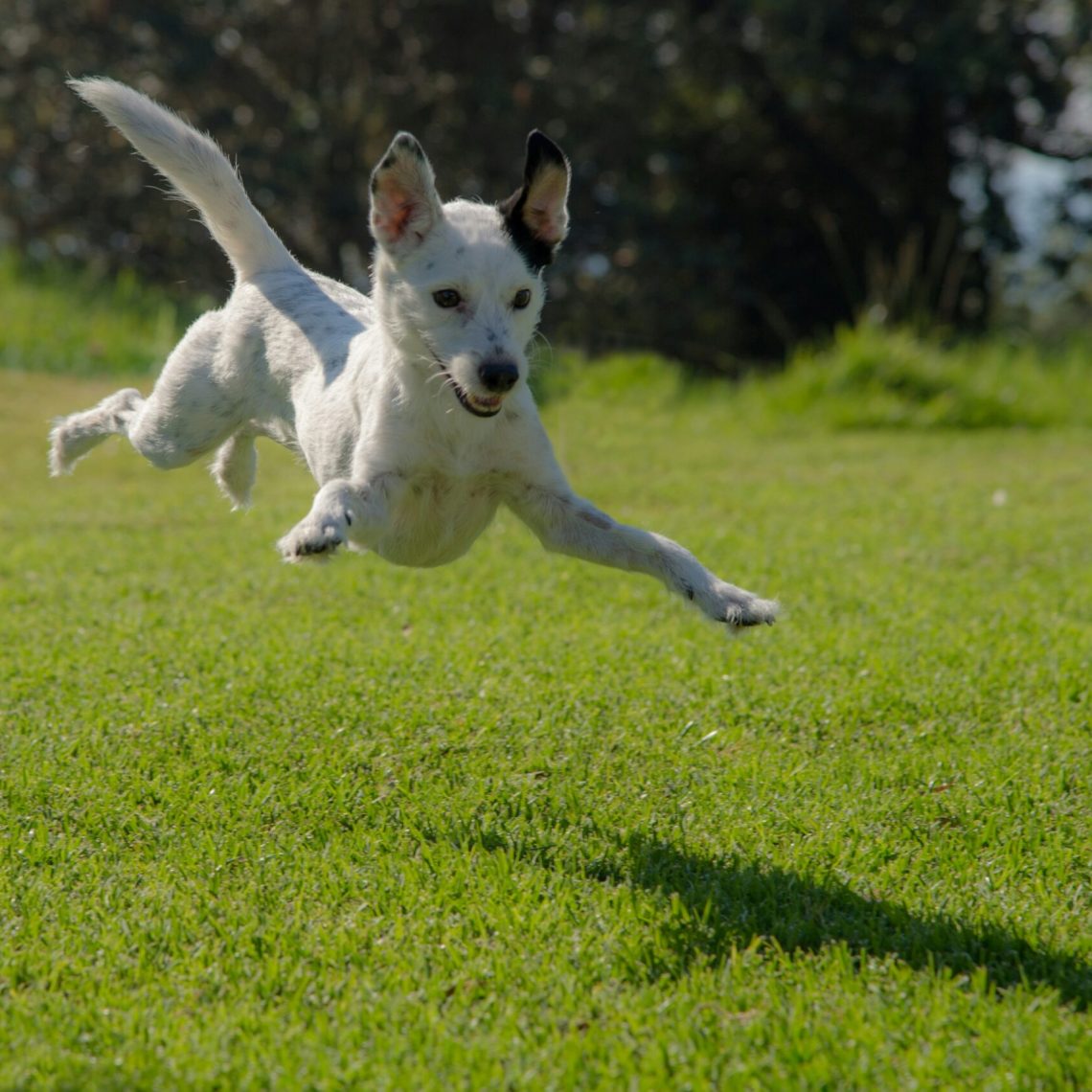 Best Dog Parks
