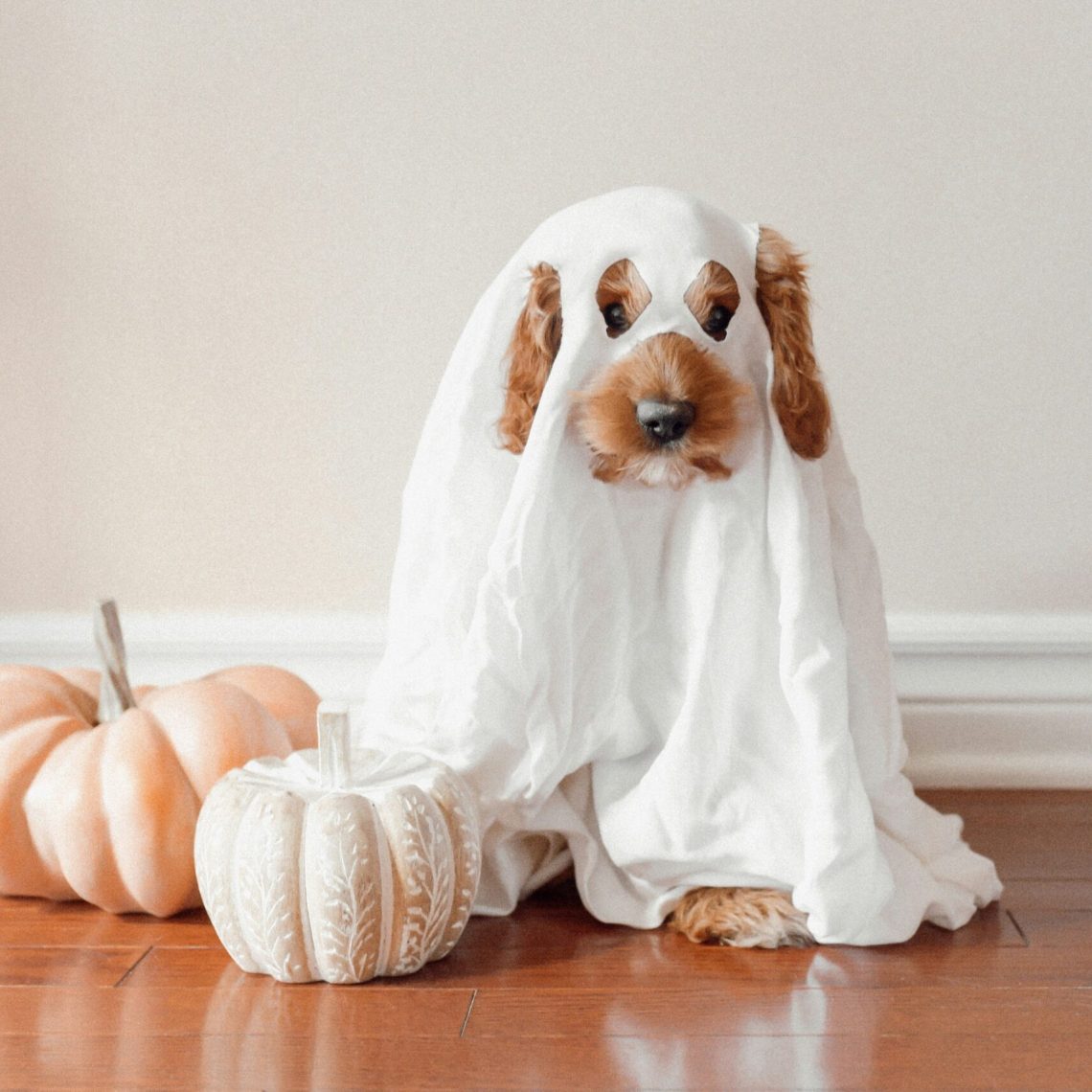 Best Halloween Events In Ventura County