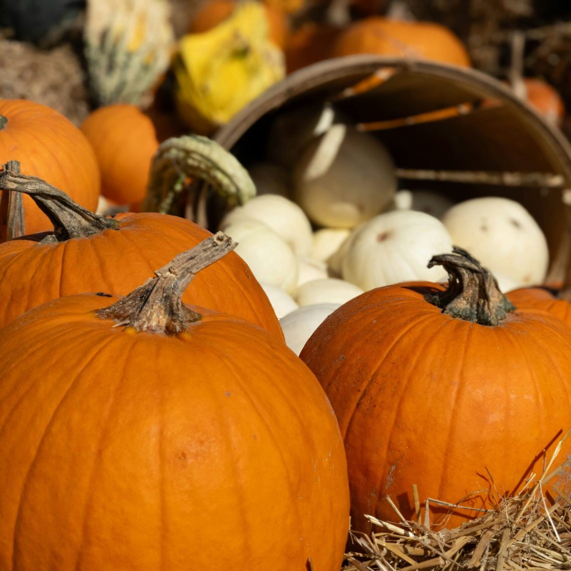 Best Pumpkin Patches In Ventura County